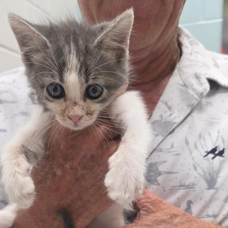 A baby small-sized male Domestic Medium Hair cat named Buzz Lightyear for adoption in Jacksonville, FL