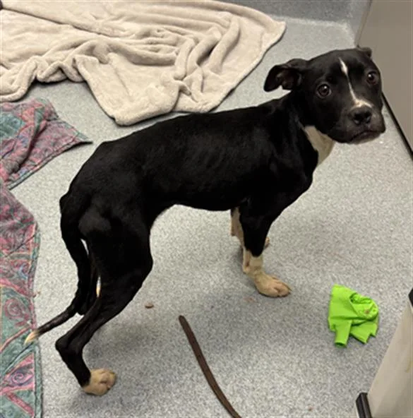 A baby small-sized female Pit Bull Terrier dog named Agnetha for adoption in Indianapolis, IN