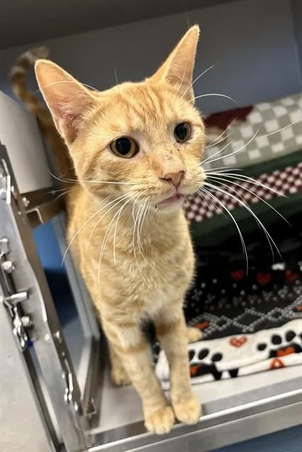 An adult medium-sized male Domestic Short Hair cat named Lucky Bones for adoption in Kalamazoo, MI