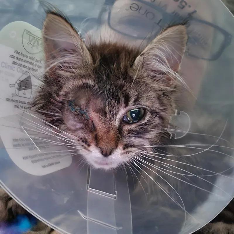 A baby small-sized female Domestic Medium Hair cat named Blade for adoption in Coos Bay, OR