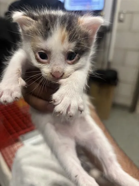 A baby large-sized female Domestic Short Hair cat named Robin for adoption in Dallas, TX