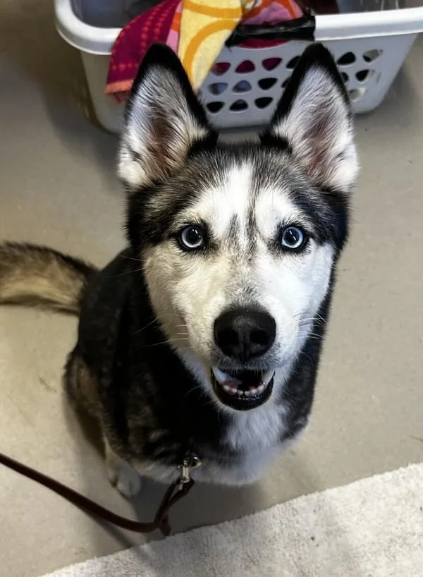 An adult medium-sized female Siberian Husky dog named Lightning for adoption in El Cajon, CA