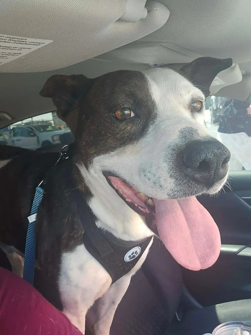 An adult medium-sized male Mixed Breed dog named LOLFin for adoption in Billings, MT