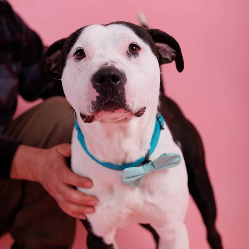 A young medium-sized male Black American Staffordshire Terrier dog named Smitty for adoption in Sanford, NC