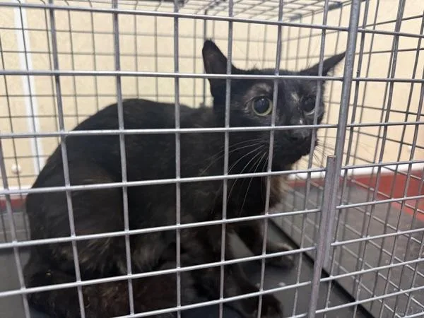 A young small-sized male Domestic Short Hair cat named Rockfish for adoption in Salisbury, MD
