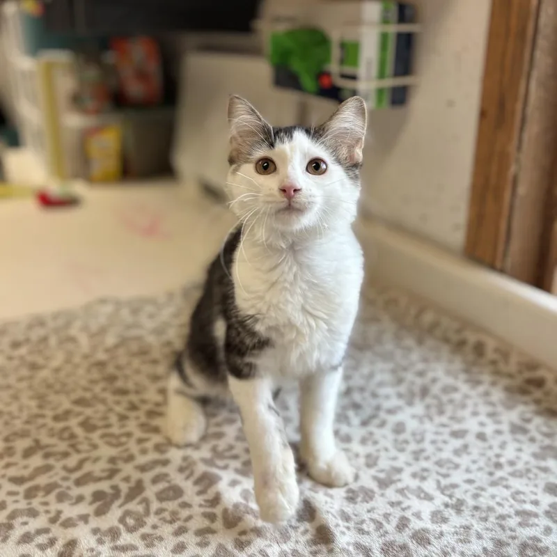 A baby small-sized male Domestic Medium Hair cat named Scuttle for adoption in Fargo, ND