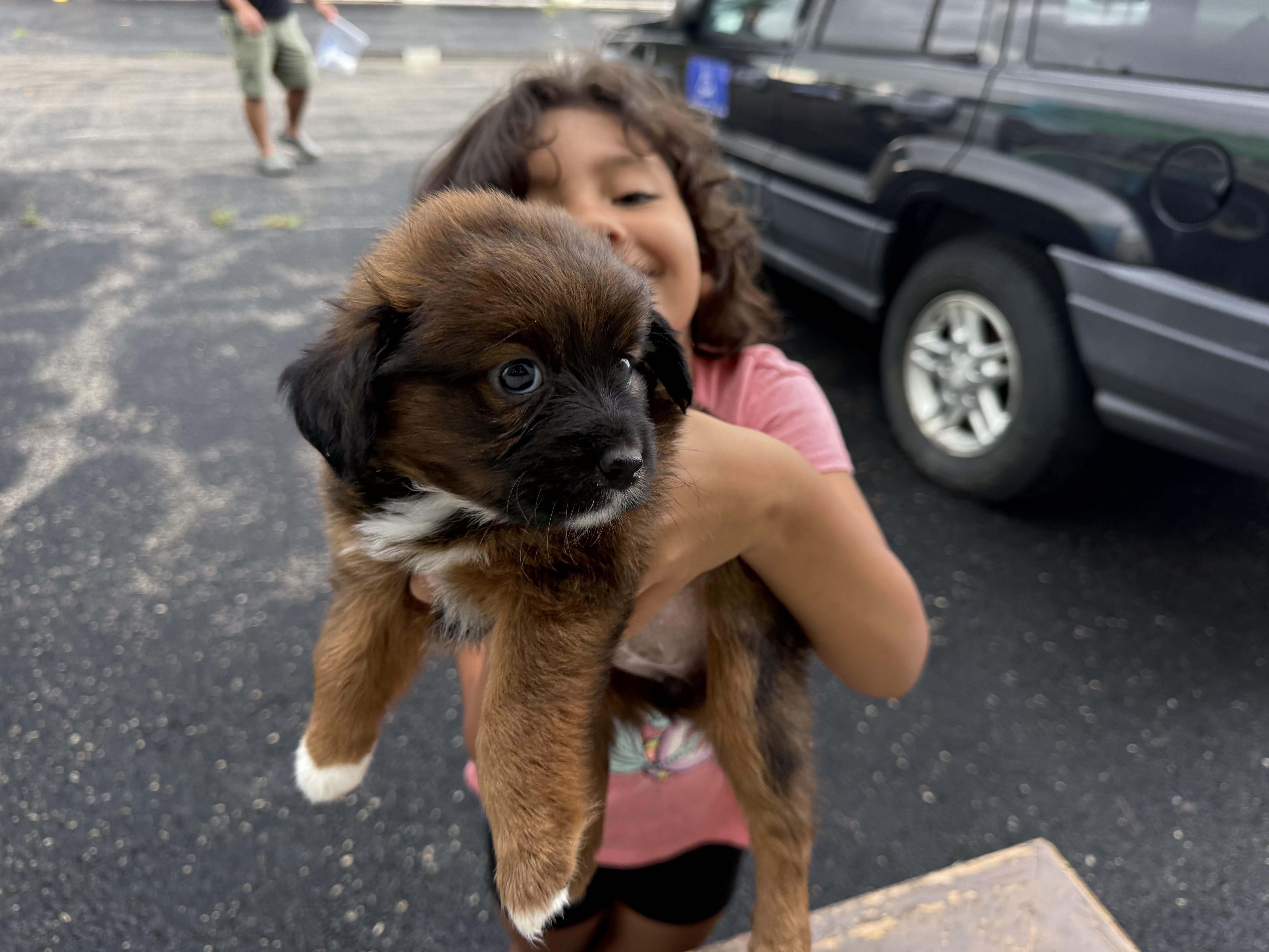 A baby medium-sized female Shepherd dog named Nifty for adoption in Aurora, IL