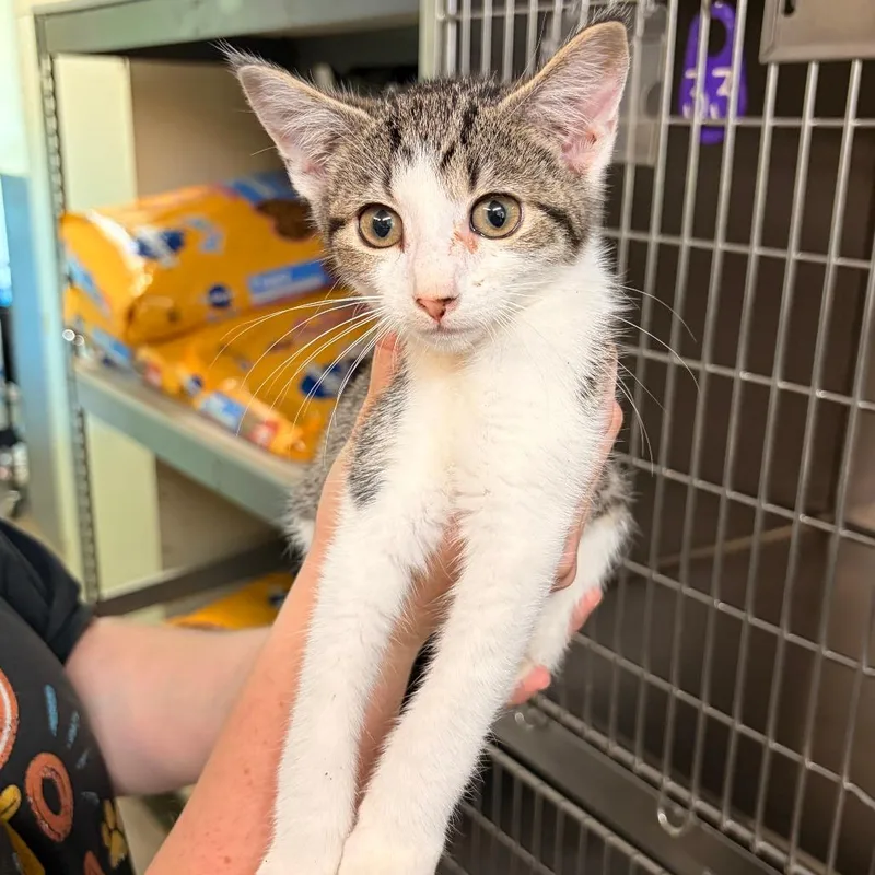 A young small-sized female Brown / Chocolate Domestic Short Hair cat named Rune for adoption in Franklin, NC