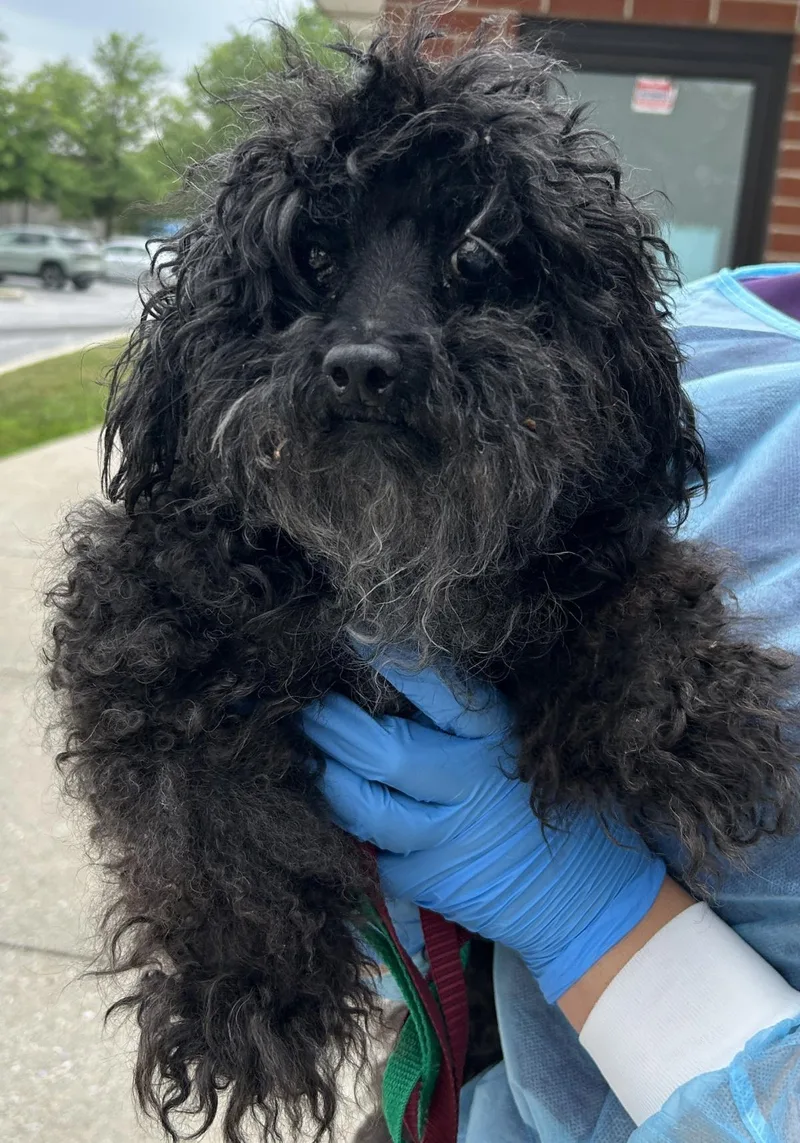 A senior small-sized female Poodle dog named Melon for adoption in Westminster, MD