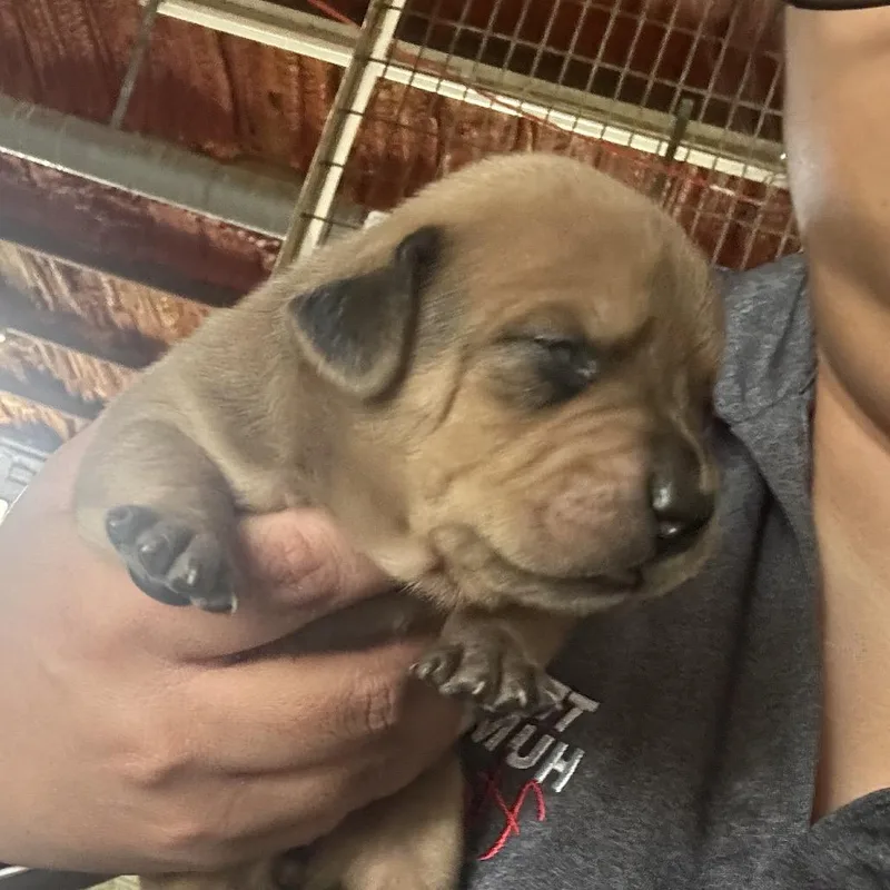 A baby large-sized female Brown / Chocolate Mixed Breed dog named Jest for adoption in Leander, TX