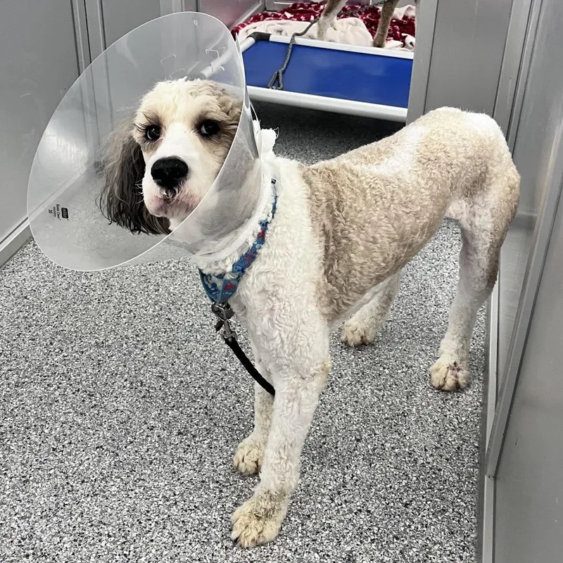 An adult medium-sized male Yellow / Tan / Blond / Fawn Mixed Breed dog named Darwin for adoption in Mentor, OH