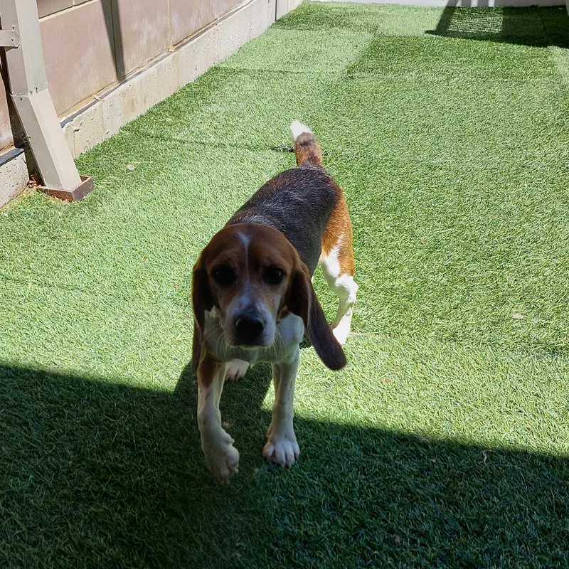 Dewey