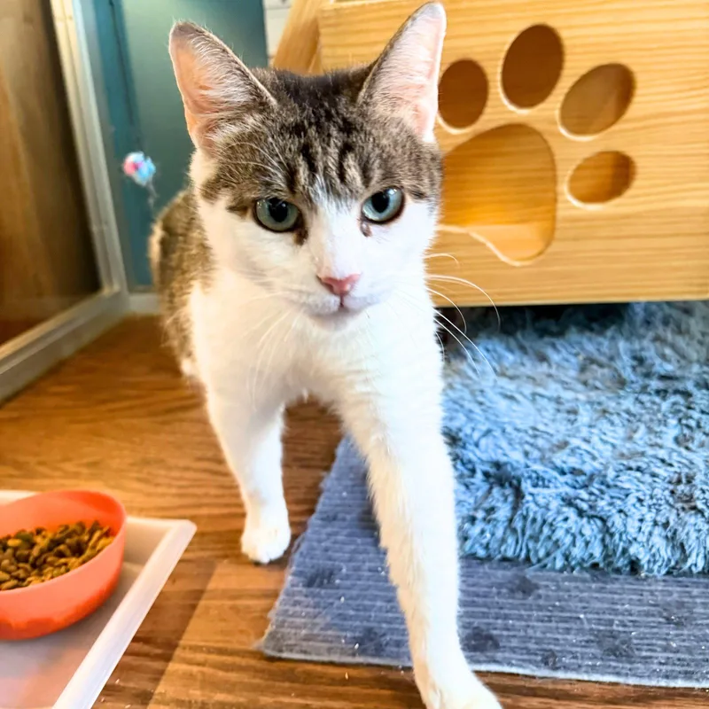 Baja Blast thumbnail 2