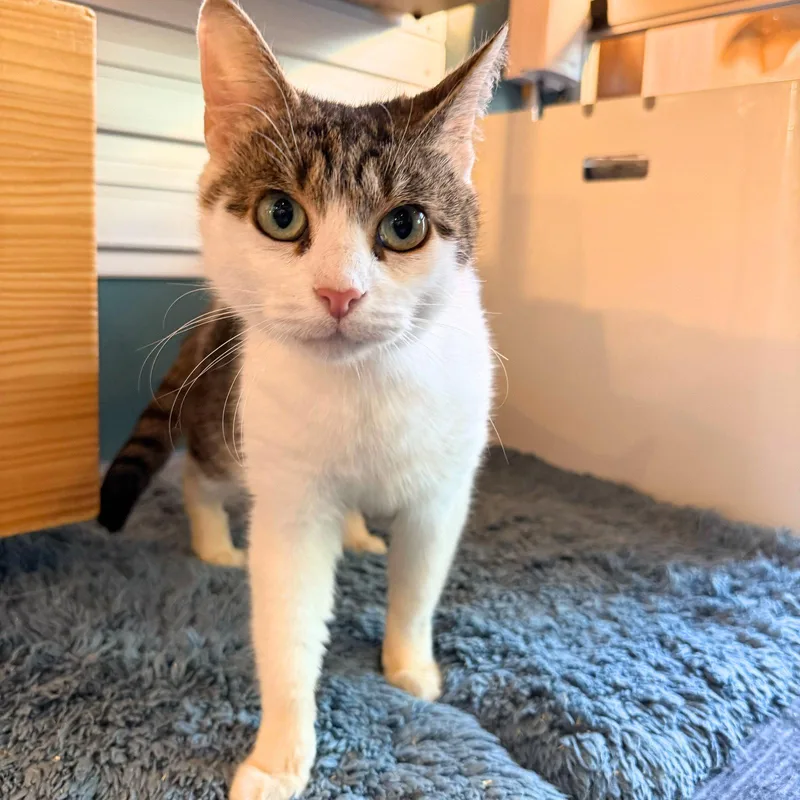 Baja Blast thumbnail 3