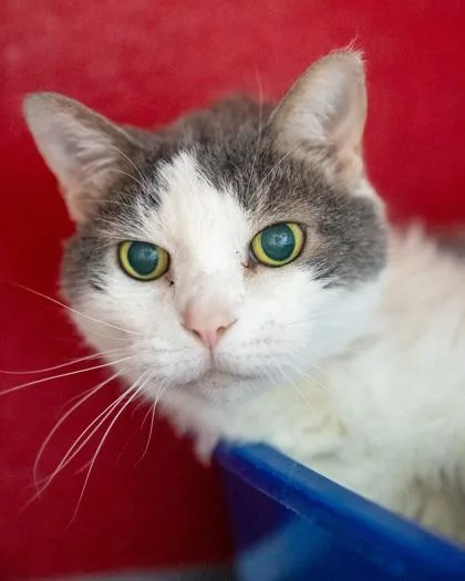 A senior medium-sized female Domestic Short Hair cat named Parker for adoption in Pequot Lakes, MN
