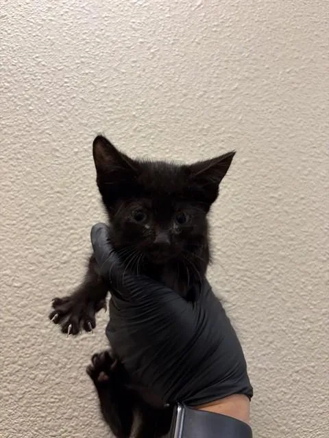 A baby small-sized female Domestic Medium Hair cat named Wren for adoption in Ontario, CA