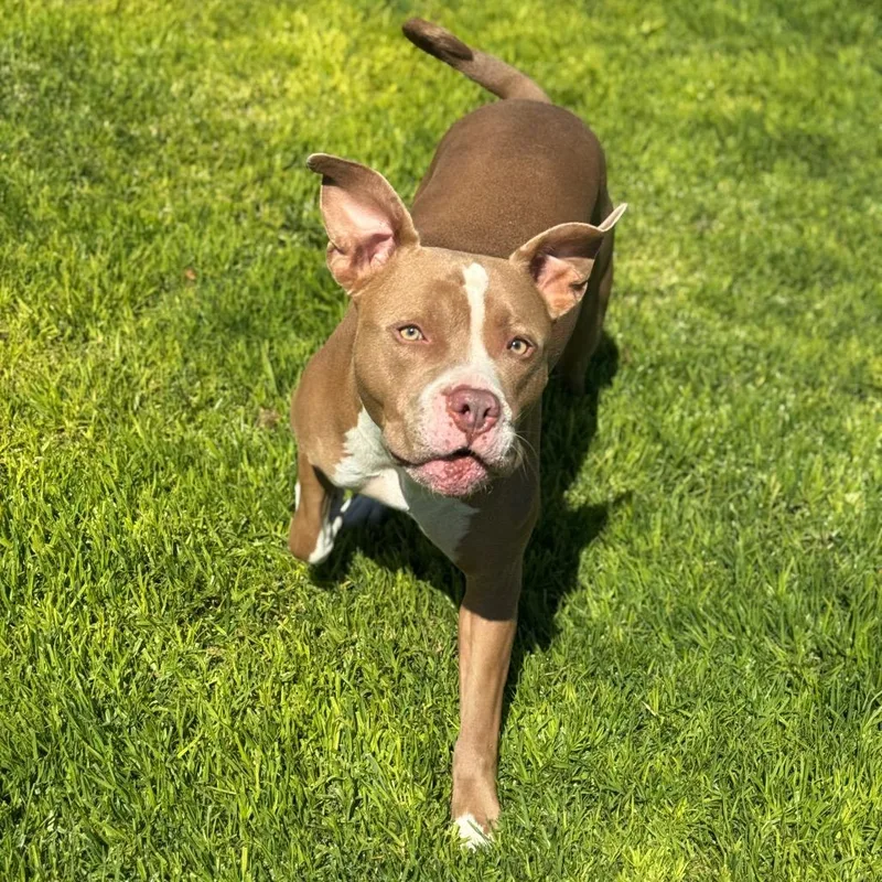 An adult small-sized male Brown / Chocolate Pit Bull Terrier dog named Maui for adoption in Santa Barbara, CA