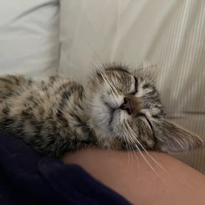A baby medium-sized female Tabby (Brown / Chocolate) Domestic Short Hair cat named Dosa for adoption in Baltimore, MD