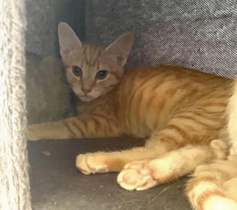A baby medium-sized male Tabby (Orange / Red) Tabby cat named Curry for adoption in Huntington Beach, CA