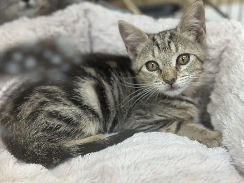 A young medium-sized female Domestic Short Hair cat named Candy for adoption in San Andreas, CA