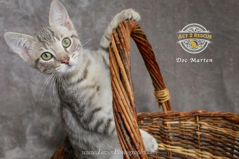 Doc Marten thumbnail 2