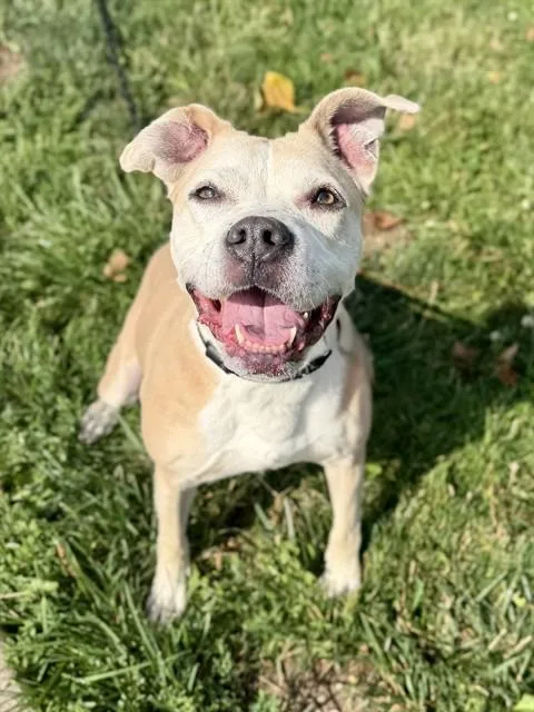 An adult medium-sized female Terrier dog named Sandy for adoption in Olivette, MO