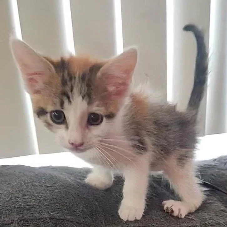 A baby small-sized female Calico Domestic Short Hair cat named Cheeseball for adoption in Simi Valley, CA