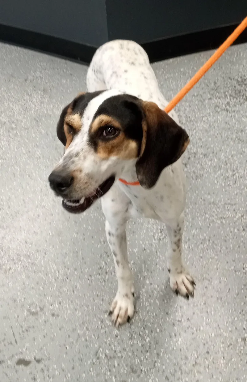 A young medium-sized female Tricolor (Brown, Black, & White) Foxhound dog named Dottie for adoption in Maynardville, TN