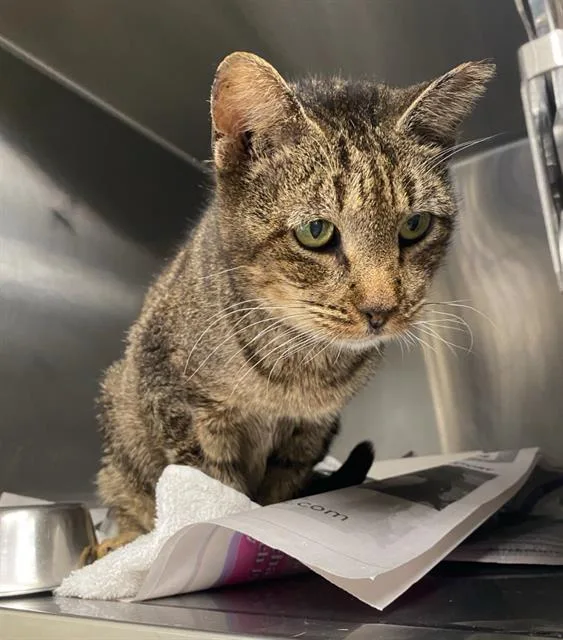 A young small-sized female Domestic Short Hair cat named Loppy for adoption in San Antonio, TX