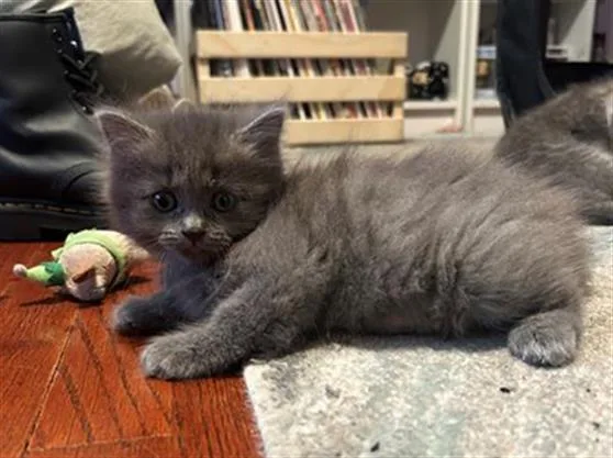A baby small-sized female Domestic Long Hair cat named Bulgogi for adoption in Tustin, CA