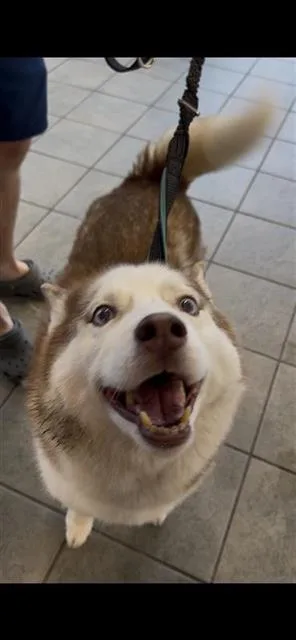 An adult large-sized female Husky dog named Layla for adoption in San Antonio, TX