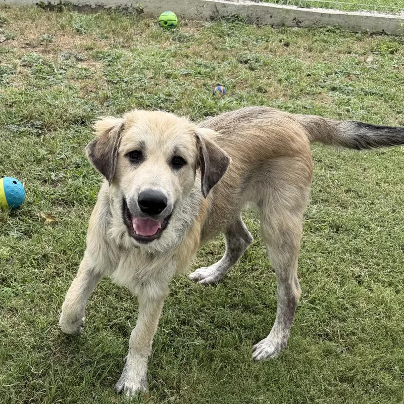 A baby large-sized male Yellow / Tan / Blond / Fawn Great Pyrenees dog named Otis for adoption in Madison, WI