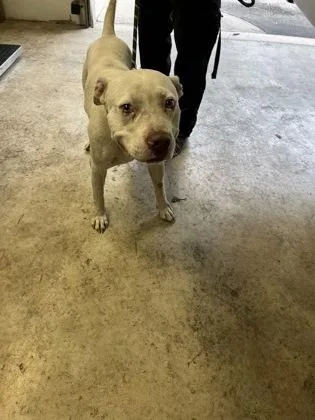 An adult large-sized male Pit Bull Terrier dog named Hendrix for adoption in Gainesville, FL