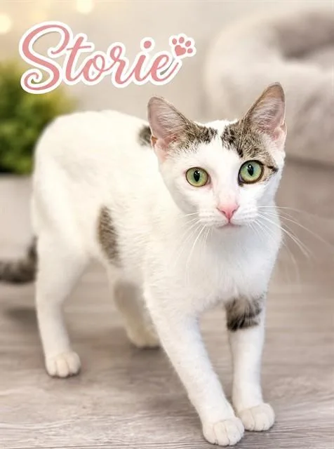 A young small-sized female Domestic Short Hair cat named Storie for adoption in Westminster, MD