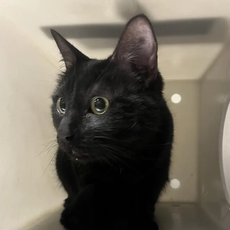 An adult extra large-sized male Black Domestic Short Hair cat named Lorenzo for adoption in Reno, NV