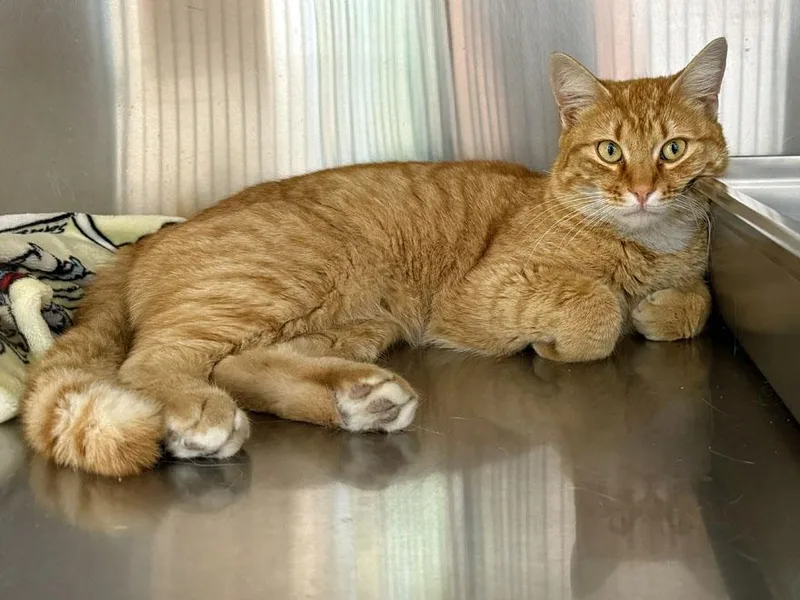 An adult medium-sized male Tabby (Orange / Red) Domestic Short Hair cat named Chester for adoption in East Falmouth, MA