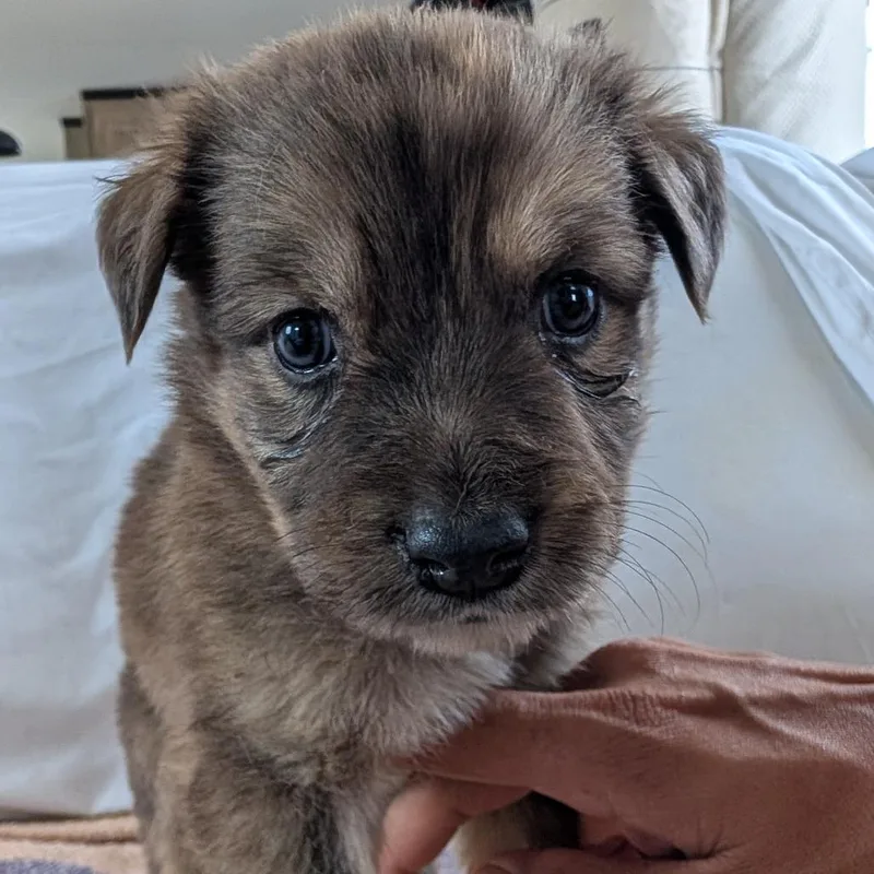 A baby small-sized female Mixed Breed dog named Tammy for adoption in Park City, UT