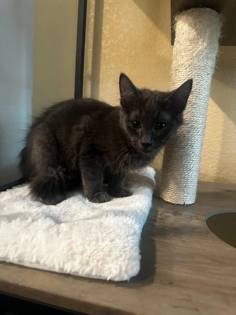 A baby medium-sized male Domestic Short Hair cat named Ash for adoption in San Antonio, TX