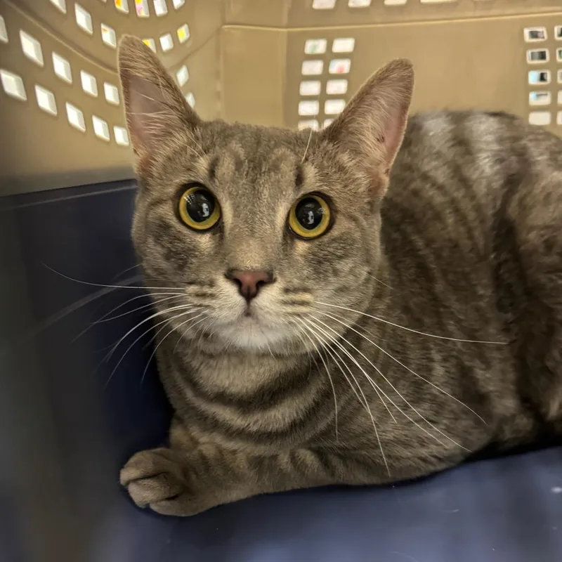 An adult large-sized female Domestic Short Hair cat named Char for adoption in Murray, UT