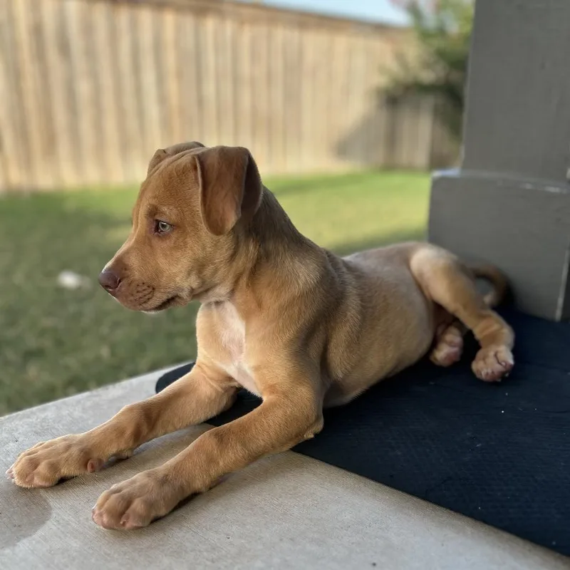 A baby small-sized male Brown / Chocolate Terrier dog named Surfer for adoption in Boerne, TX