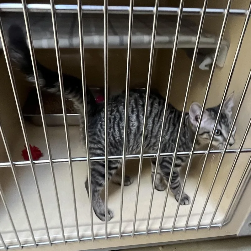 A baby medium-sized female Tabby (Gray / Blue / Silver) Tabby cat named Claudia for adoption in Clarksville, VA
