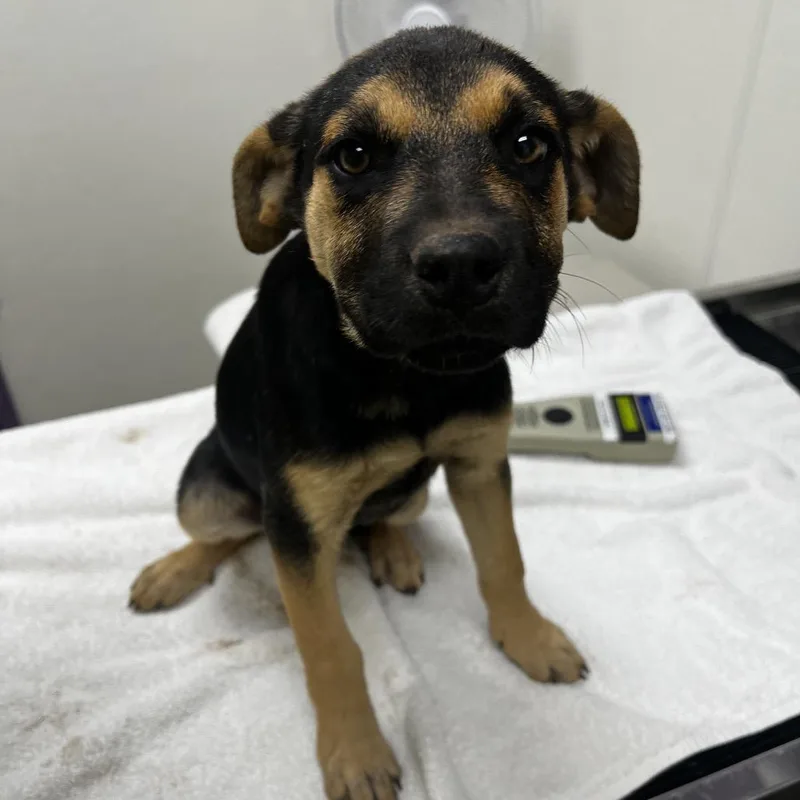 A baby small-sized female Black Shepherd dog named Binx for adoption in Albuquerque, NM