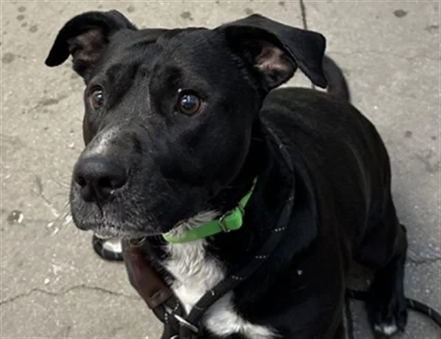 An adult large-sized female Boxer dog named Sailor for adoption in Tucson, AZ