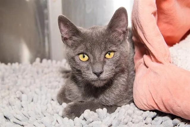 A baby small-sized male Domestic Short Hair cat named Neptune for adoption in Santa Monica, CA