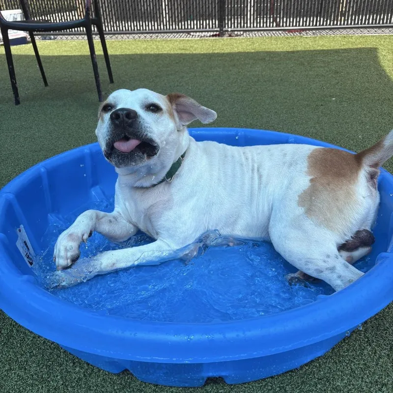 An adult large-sized male White / Cream Mixed Breed dog named Mudkip for adoption in Greensboro, NC