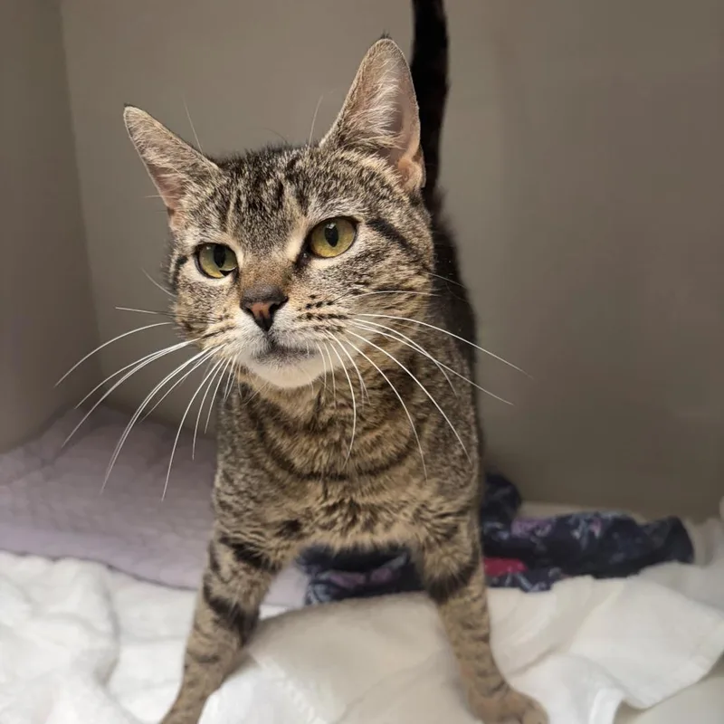 An adult medium-sized female Brown / Chocolate Domestic Short Hair cat named Heather for adoption in East Hanover, NJ