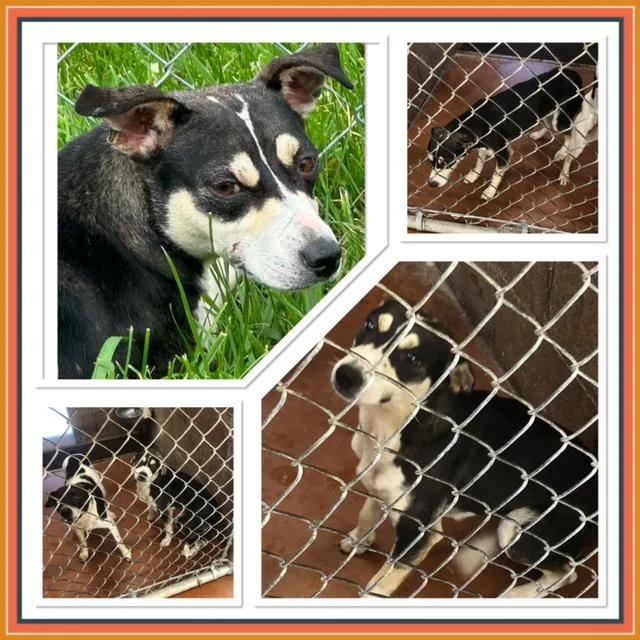 An adult small-sized female Tricolor (Brown, Black, & White) Feist dog named Trixie for adoption in Buckhannon, WV