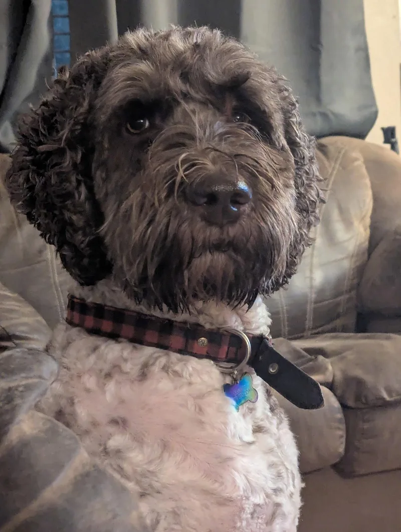 Ozwald Walter thumbnail 3