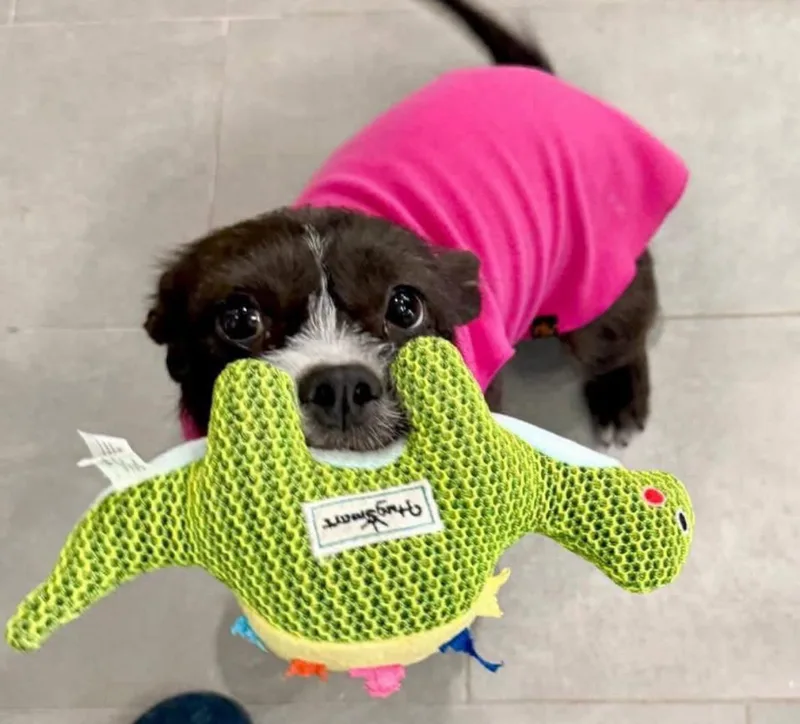 Truffles thumbnail 2