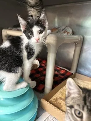 A baby small-sized male Domestic Short Hair cat named Frederick for adoption in Madison, NJ
